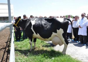Azərbaycana hansı olkədən nə qədər mal-qaranın gətirildiyi məlim oldu
