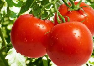 Rusiya 18 ton pomidoru Azərbaycana qaytardı