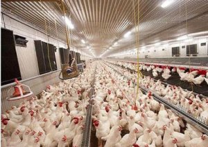 Rusiyadan quş əti idxalı dayandırıldı - "quş qripi" var!