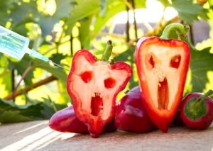 Təhlükəli GMO məhsulları bazara ayaq açıb