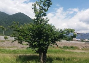 Azərbaycanda şabalıd bağlarında xəstəlik yayılıb