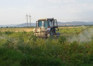 Badımcana, tütünə də ziyan vuran kartof güvəsinə qarşı mübarizə tədbirləri aparılır
