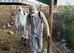 Bakı, Salyan, Hacıqabul və Saatlıda yerləşən təsərrüfatlarda dezinfeksiya tədbirləri aparılır