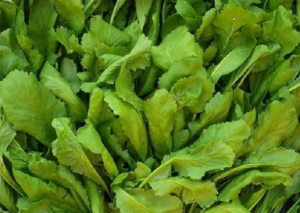 Allergiyanı azaldan göyərti: Azərbaycanda da yetişdirilir