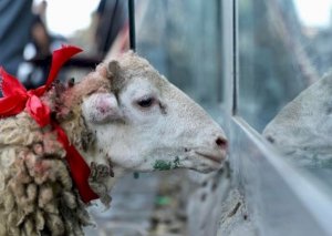 Qurban bayramı ilə bağlı QAYDALAR AÇIQLANDI
