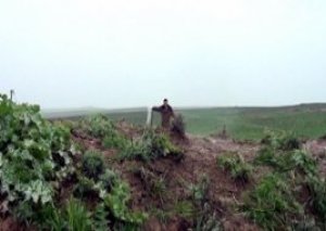 Tovuzda cəbhə xəttini keçən yaşlı erməni qadın tutuldu
